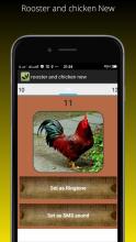 Rooster and chicken New截图4