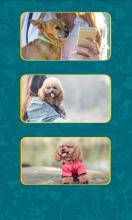 Dog Translator To You截图1