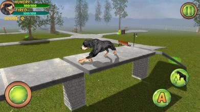 Rottweiler Dog Life Simulator截图3