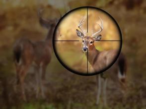 Classic Deer hunting: Sniper Shootout 2018截图1