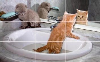 kittens Puzzle截图4