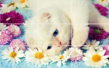 kittens Puzzle截图5