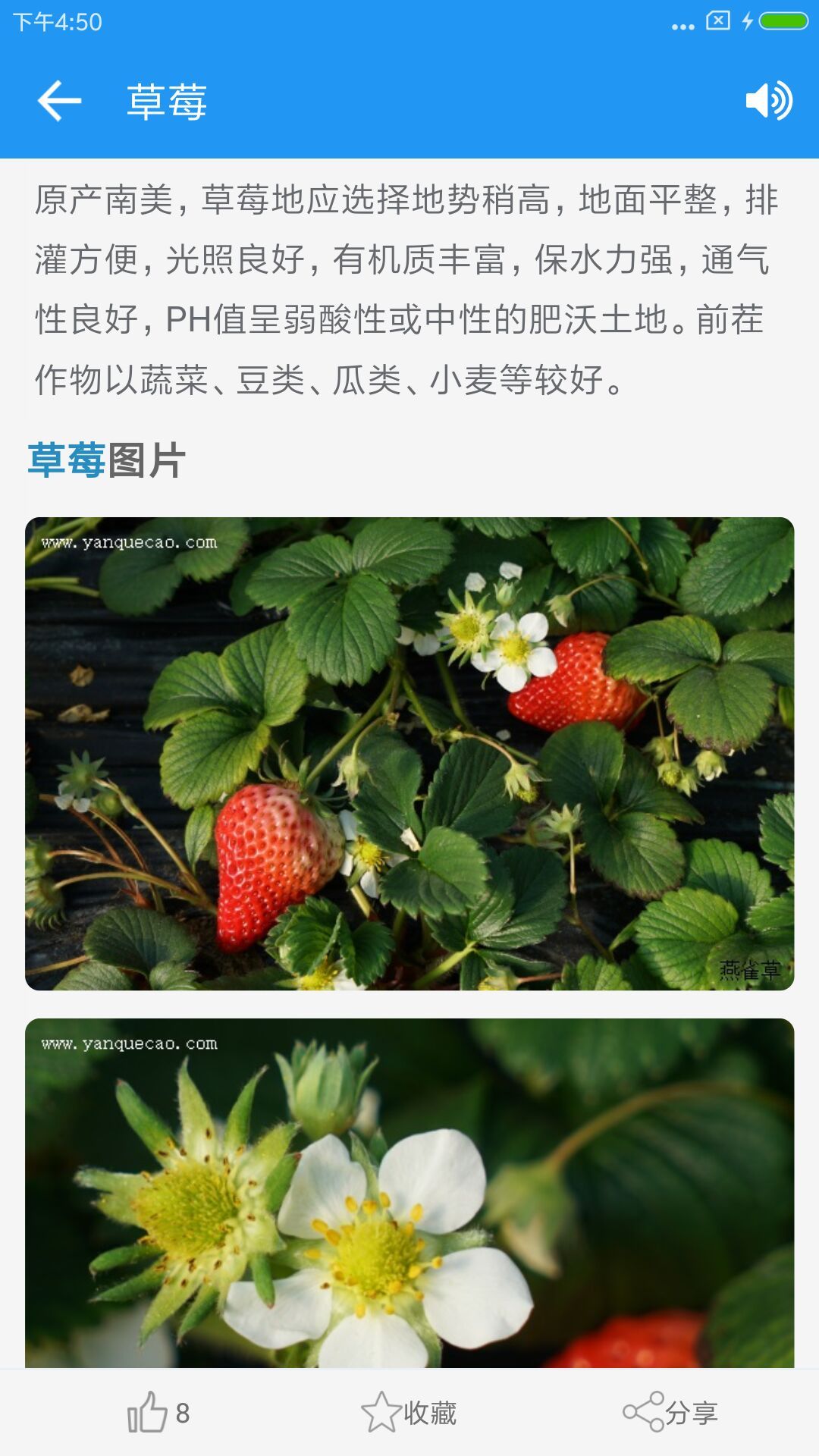 燕雀草截图4