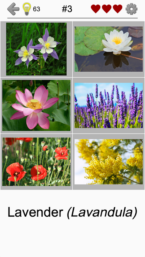 Flowers - Botanical Quiz about Beautiful Plants截图1