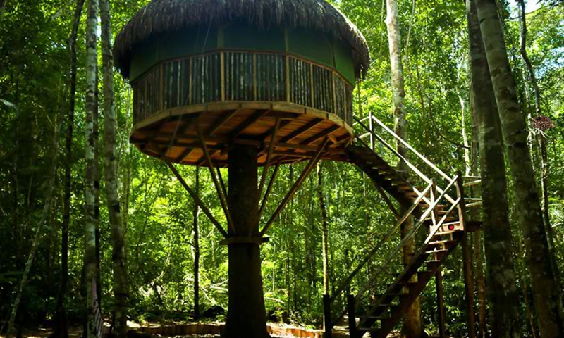 Mushroom Treehouse Escape截图4