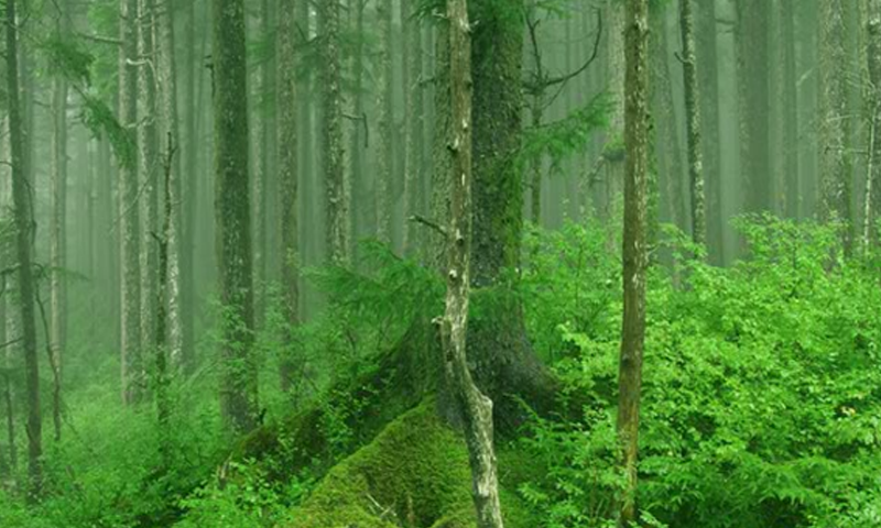 Tongass National Forest Escape截图3