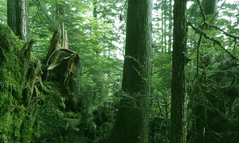 Tongass National Forest Escape截图4