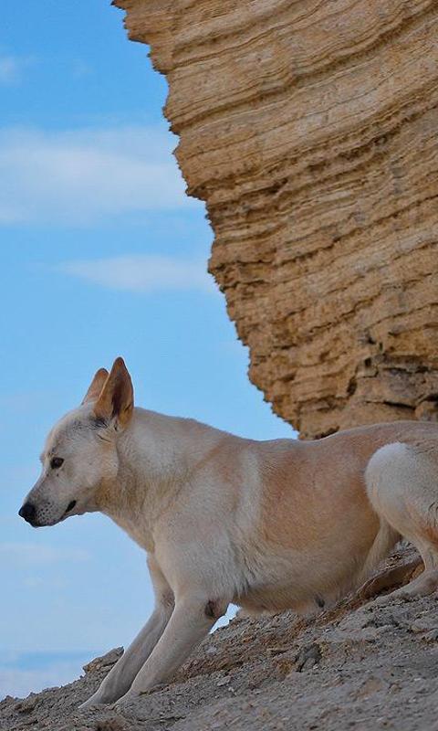 迦南犬拼图截图4