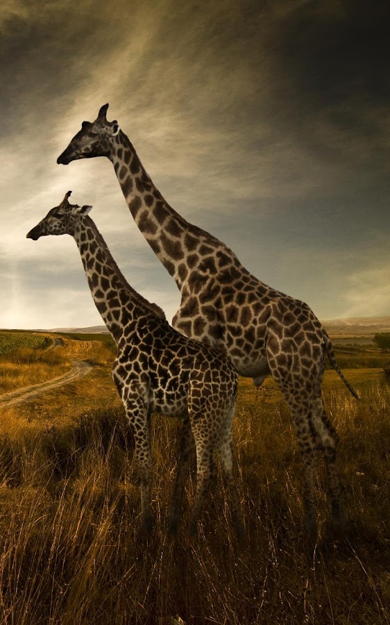 Beautiful Animal Puzzles截图2