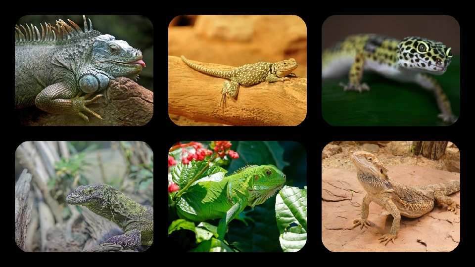 Lizard Jigsaw Puzzles截图1