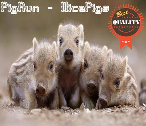 [New] Pigrun & Nice Pigs截图4