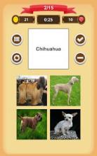 Dogs Quiz截图3