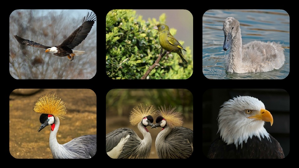 Bird Jigsaw Puzzles截图1