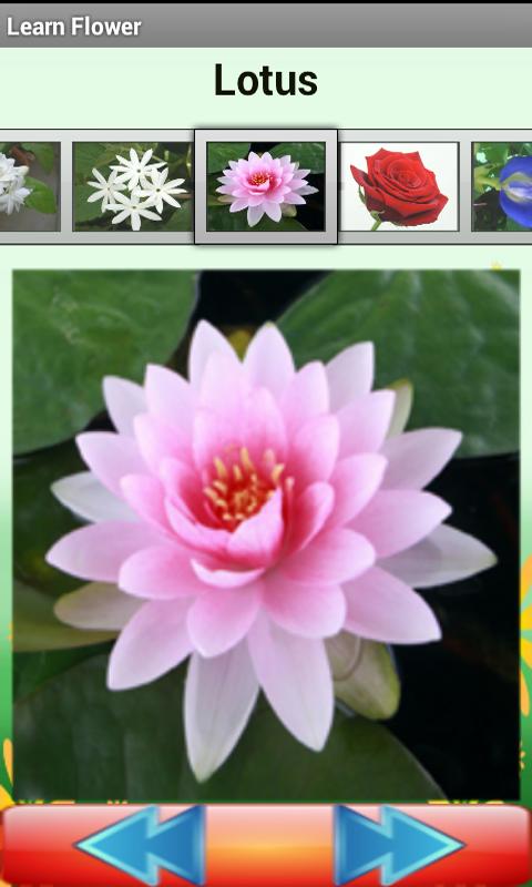 Flower Quiz截图4