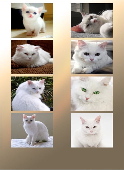 White Cat Puzzle截图2