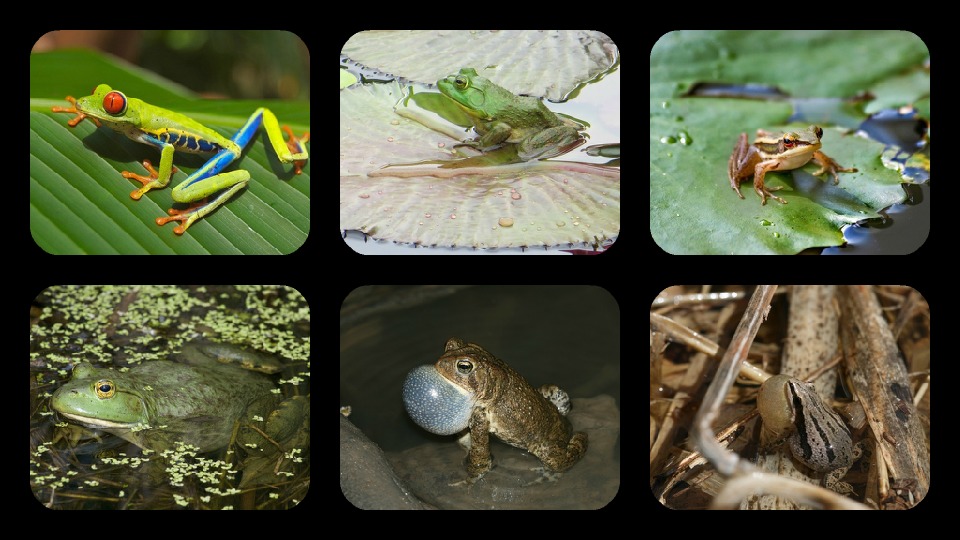 Frog Jigsaw Puzzles截图1