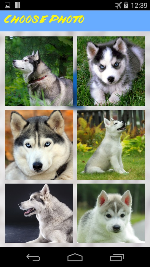 Husky Jigsaw Puzzle截图2