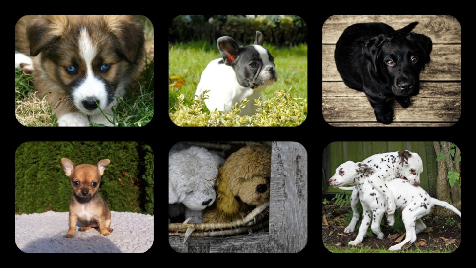 Puppy Jigsaw Puzzles截图1