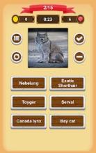 Cats Quiz截图4