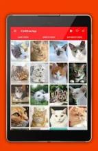 iCatKittenApp - Cat Sounds截图2