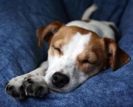 Jack Russell Terriers Puzzle截图2