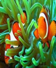 Find Nemo fishs puzzle games截图1