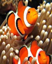 Find Nemo fishs puzzle games截图4