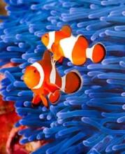 Find Nemo fishs puzzle games截图3