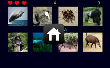 Guess Animal截图2