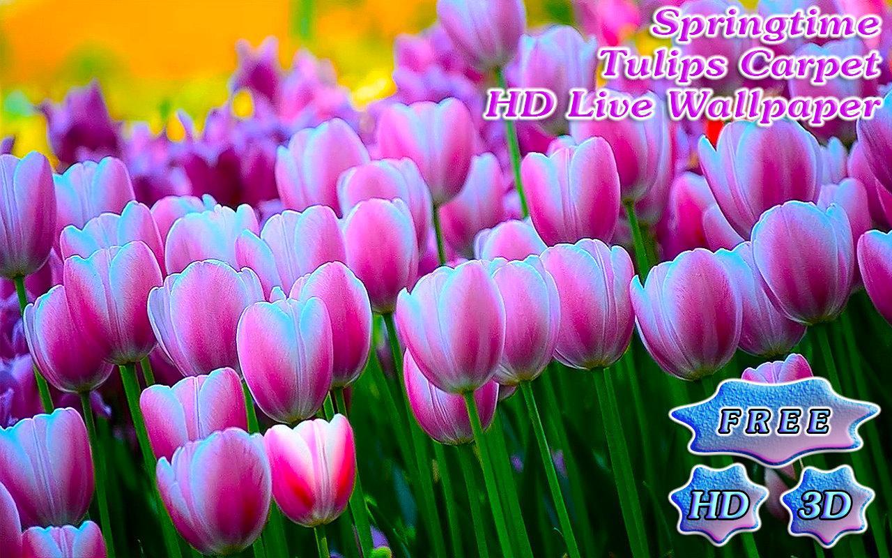 3D Free Springtime Tulips Carpet HD Live Wallpaper截图1