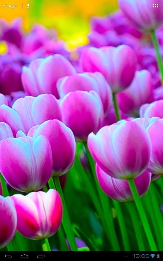 3D Free Springtime Tulips Carpet HD Live Wallpaper截图7