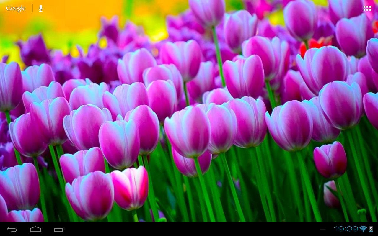 3D Free Springtime Tulips Carpet HD Live Wallpaper截图10