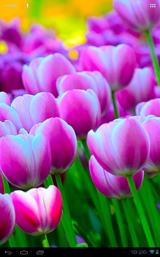 3D Free Springtime Tulips Carpet HD Live Wallpaper截图6