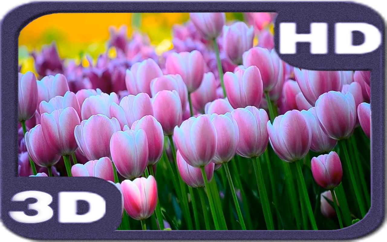 3D Free Springtime Tulips Carpet HD Live Wallpaper截图4