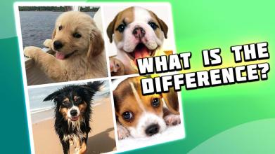 4 pictures 1 odd: dogs & pets, find the difference截图2