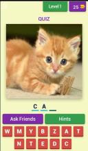 Cute Animals Quiz for Kids截图2