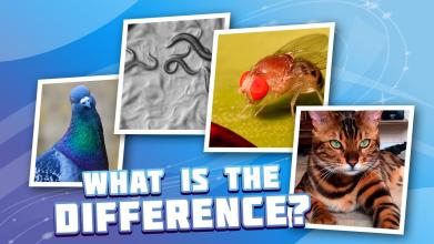 4 pictures 1 odd: animals, pets, who is differ?截图2