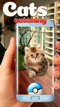 Collect all cats!截图4