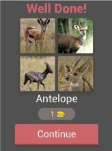 4 Pics 1 Word Animals截图3