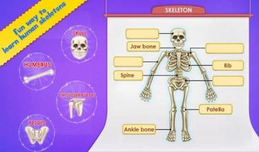 Human Body Parts - Preschool Kids Learning截图4