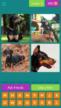 Dog Quiz  Guess The Dog Breeds截图3