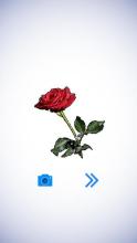 Roses Poly Art Flowers Poly Sphere 3D Puzzle Game截图4