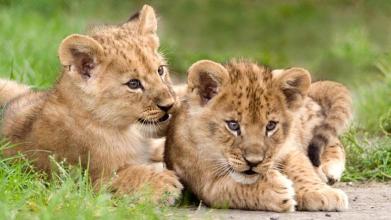 Lions Jigsaw Puzzle截图4