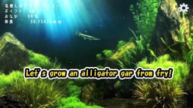 Alligator Gar raising from fry截图4