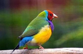 Birds Jigsaw Puzzle World截图4