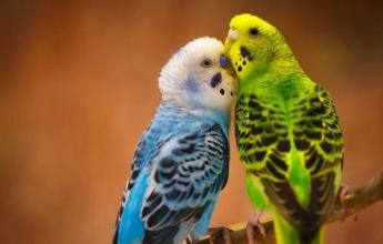 Birds Jigsaw Puzzle World截图1