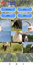 Classic Puzzle Jigsaw  Animals截图5