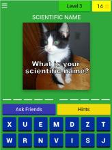 Cats Quiz Trivia截图1