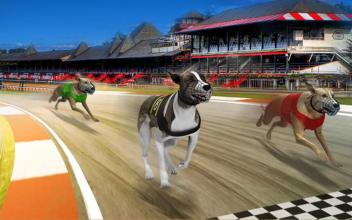 Dog real Racing Derby Tournament simulator截图4