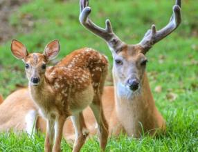 Deer Jigsaw Puzzle截图2